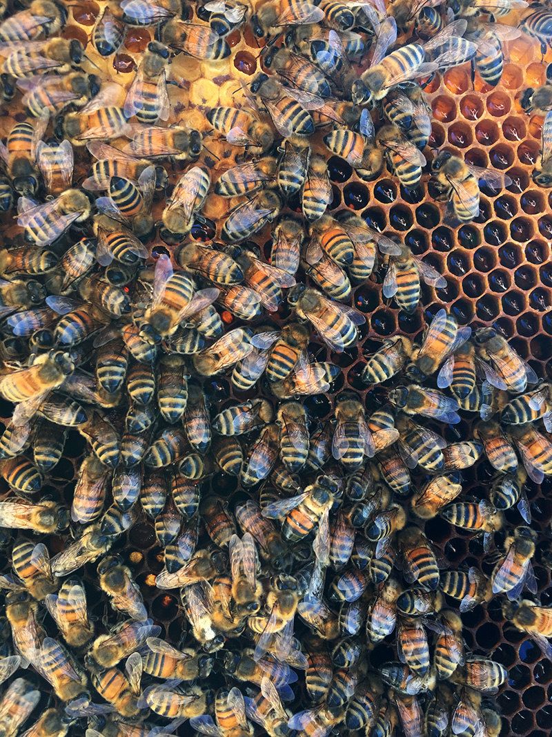 abeilles sur cadre