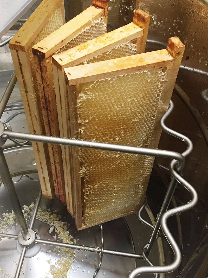 extraction du miel - extracteur